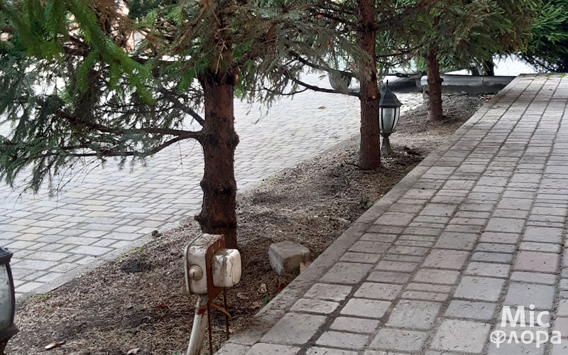 Фото 4 Ель почищена внутри
