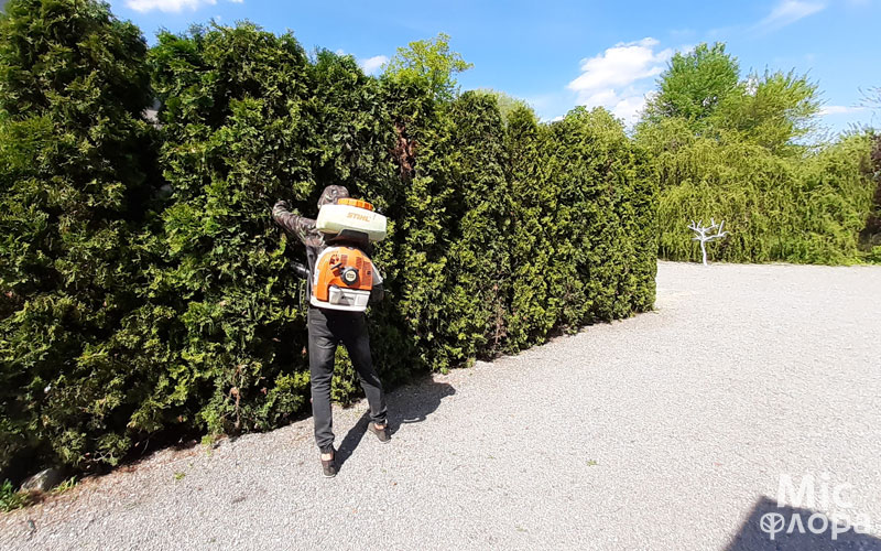 Фото 6 Обробка туй мотооприскувачем Stihl