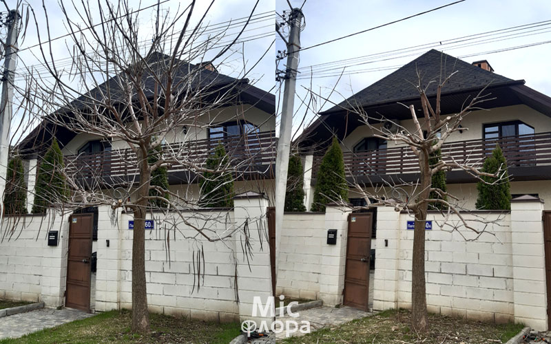 Фото 4 Пониження катальпи