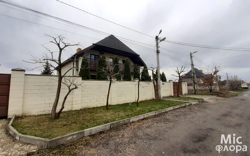 Фото 7 Катальпи після обрізки