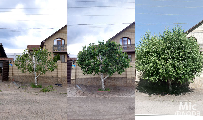 Фото 3 Береза після обрізки