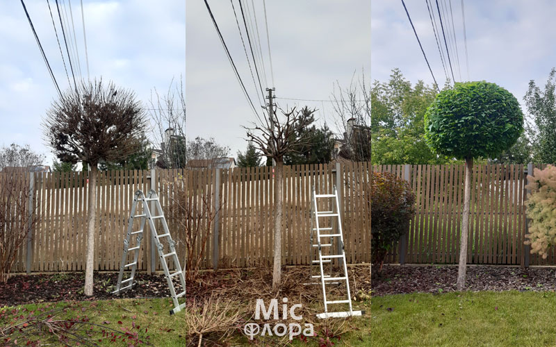 Стрижка Катальпа Нана