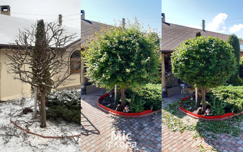 Стрижка Сакура