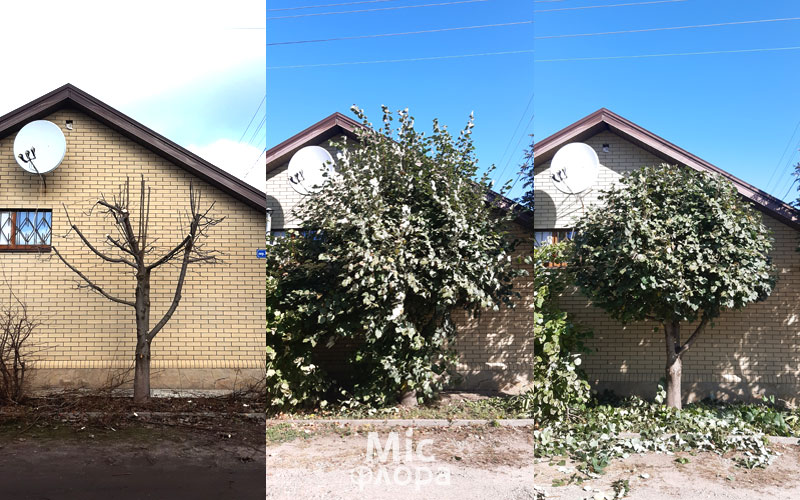 Стрижка Липы