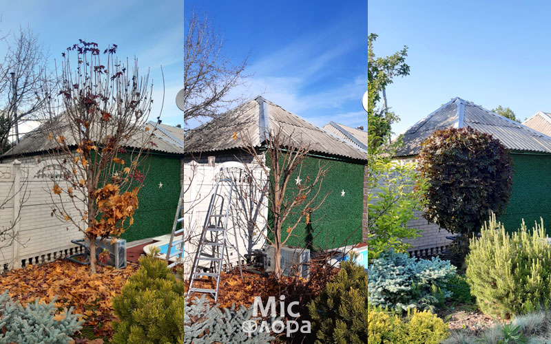 Стрижка Клен