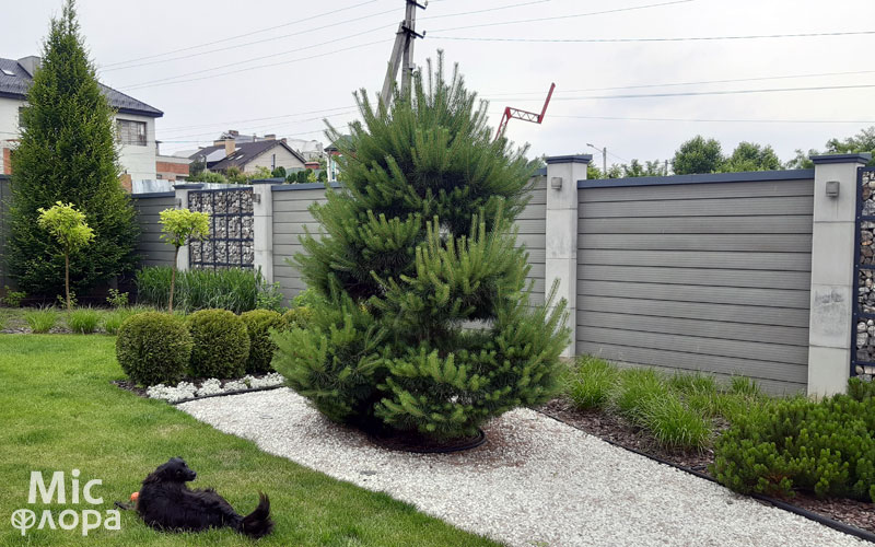 Ниваки из сосны