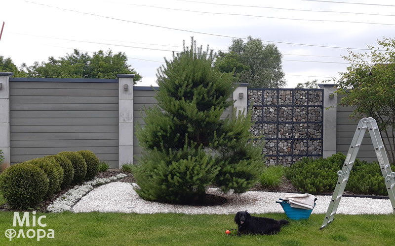 Запущенный ниваки