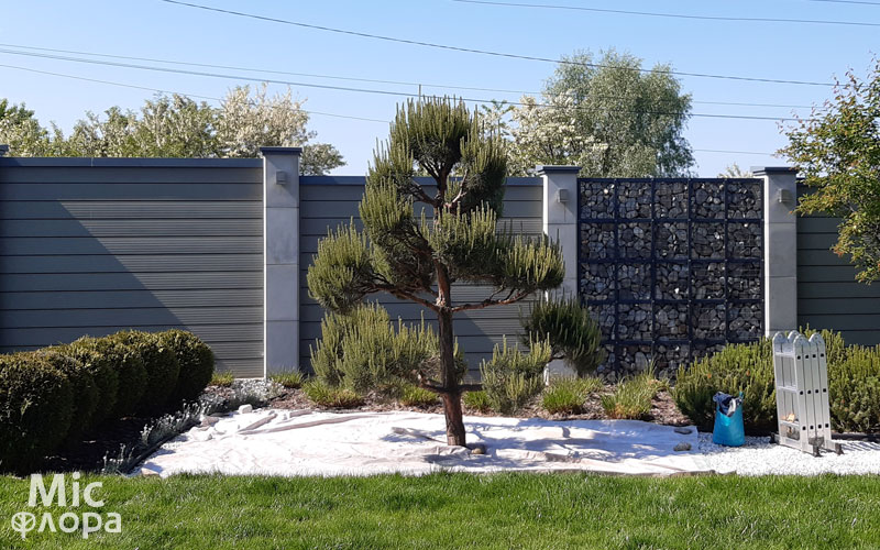 Ниваки уход и стрижка