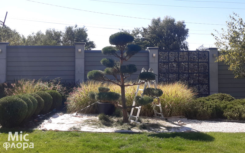 Ниваки Niwaki Харьков