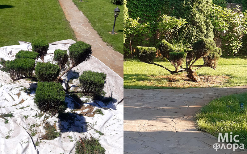 Фото 6 Бонсай в саду