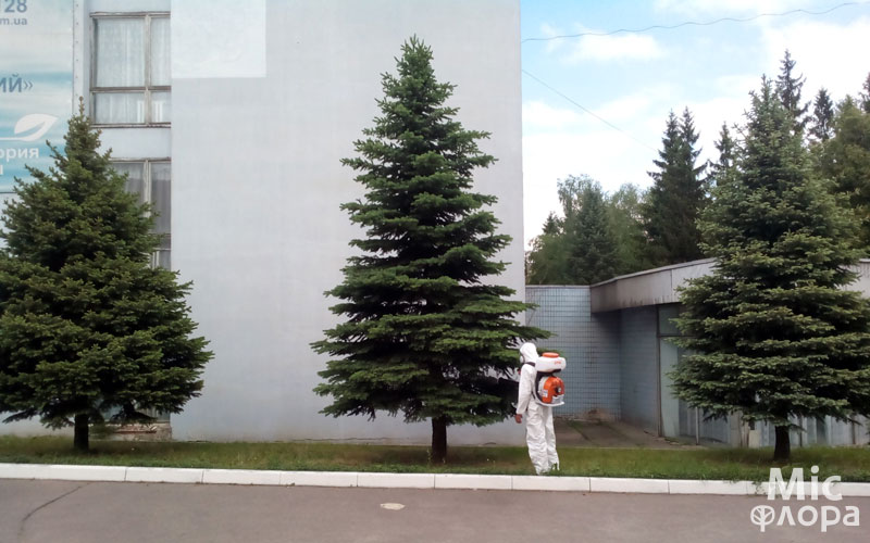 Фото 5 Лечение хвойников елей Харьков