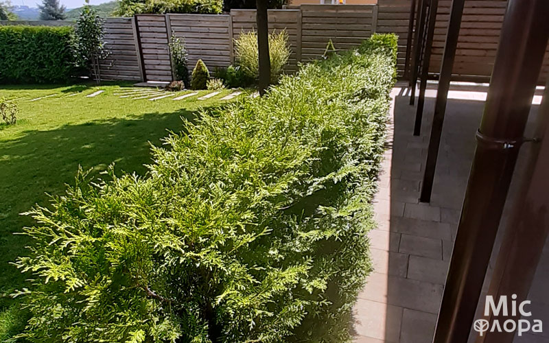 Туя Брабант