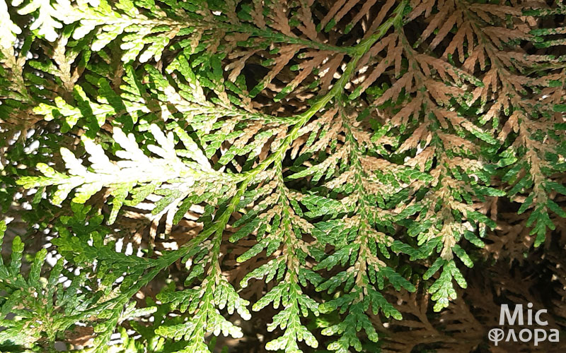 Грибное заболевание туй