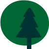 Conifer